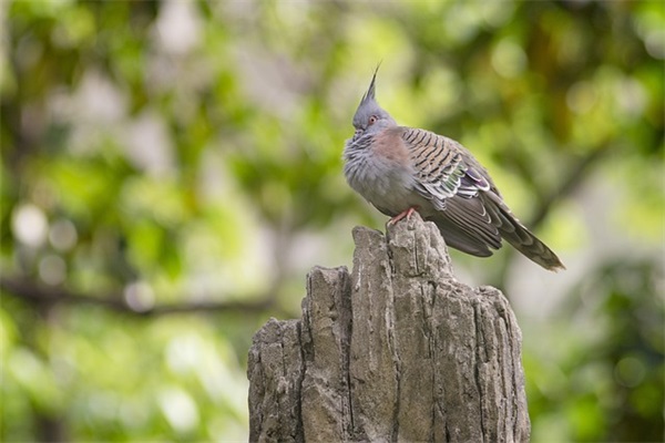 个性签名爱情浪漫的(精选54句)