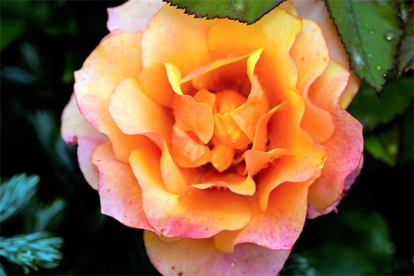 企业行政HR主管岗位职责(精选5篇)