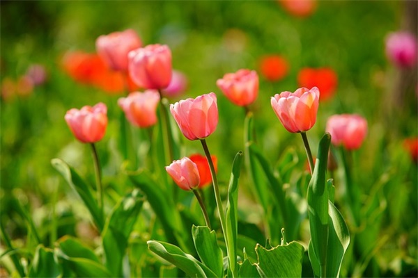 拍手歌仿写(精选6篇)