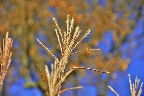 抖音最火的减肥文案 抖音上最火的减肥舞兔子舞