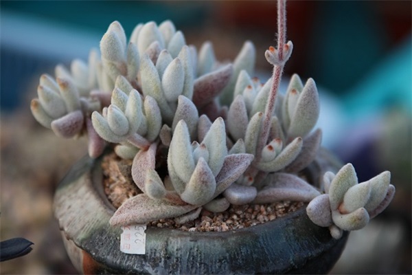 抖音上关于姐弟的文案(精选62句)