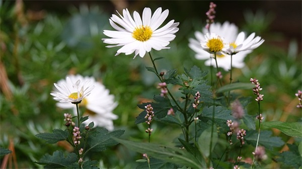 教育类座右铭 教师结构化的教育类座右铭(精选57句)