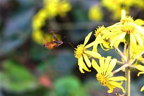 2024虎年开门红激励口号押韵(精选68句)