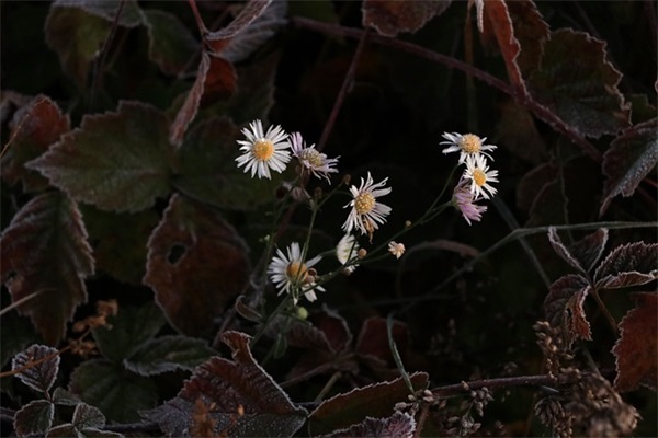 写给刚去世母亲的短句 母亲写给孩子生日短句