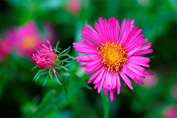 每日早安问候语 今日早安问候语(精选25句)