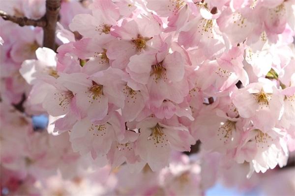 春姑娘来了(精选4篇)