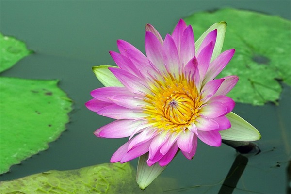 春天的风像什么 春天的风像什么写一句话(精选36句)