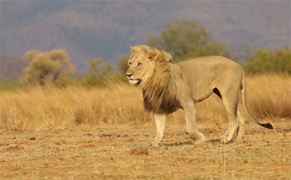 过年仪式感红包文案 新年充满仪式感晒红包的创意文案