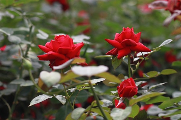 男生成熟稳重的微信签名 经典微信签名成熟稳重