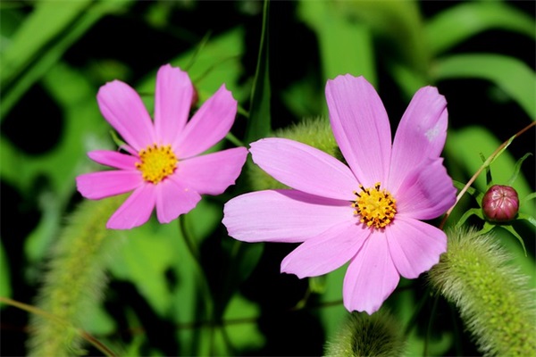 工作座右铭八个字 程序员工作座右铭八个字