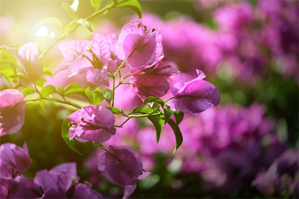 夸一个男生温柔的话 夸一个男生温柔的成语