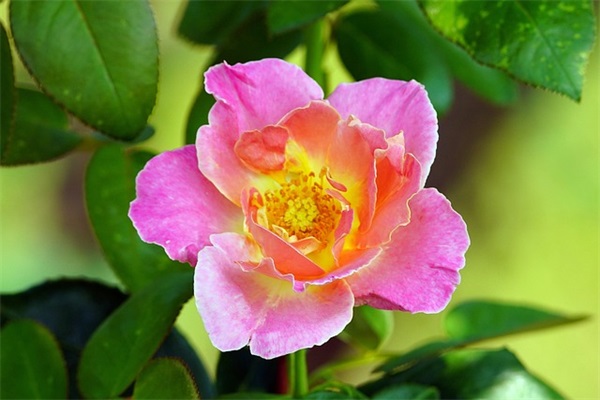 写给闺蜜的话四字(精选60句)