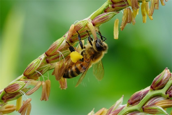 母亲节感恩妈妈的文案短句(精选45句)