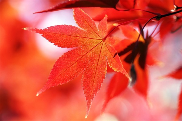 小宝宝参赛宣言大全 小宝宝参赛宣言一句话