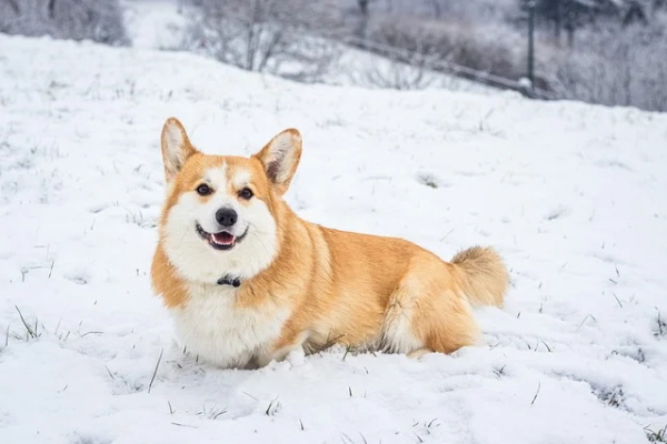 周一好心情短句 天气好心情好的短句(精选41句)