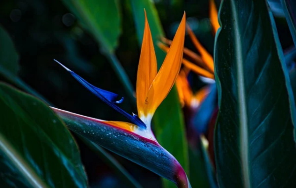 关于学生拾金不昧表扬信怎么写(精选3篇)