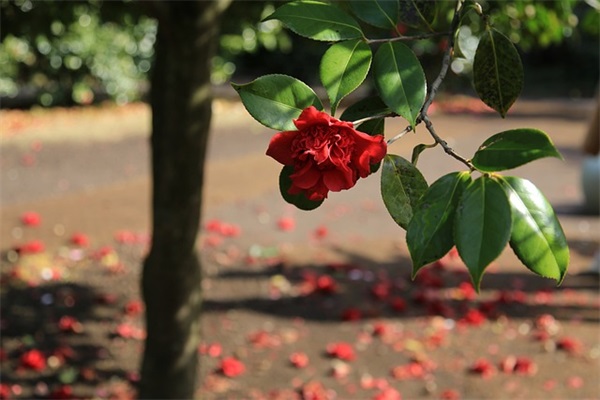 最经典的广告文案(精选67句)