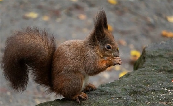 小女孩可爱个性签名 小女孩个性签名可爱优雅