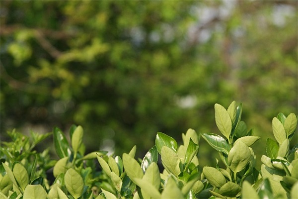 汽车修理厂开业朋友圈宣传语(精选60句)