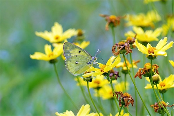 形容爱情专一的成语 形容一个人对爱情专一的成语