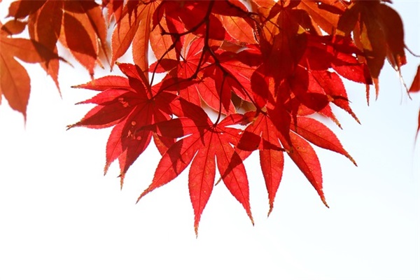 物业工程队长的职责(精选4篇)