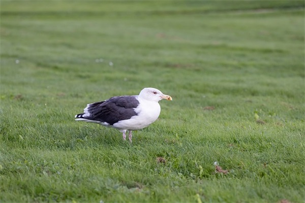 女生稳重懂事的个性签名 慢慢懂事了个性签名