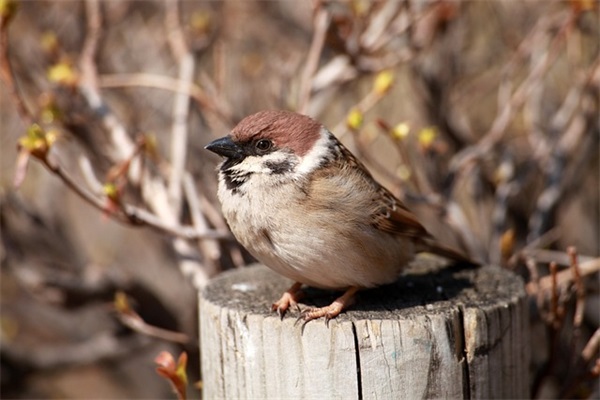 配日落的短句发朋友圈(精选31句)