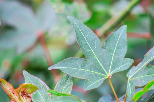 丰收节(精选2篇)