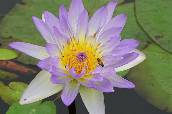 关于厨房的口号大全 厨房早会口号大全(精选51句)