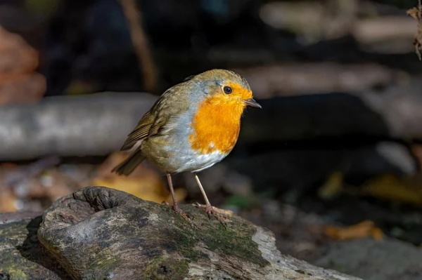 合唱比赛(精选3篇)