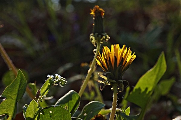 推销大闸蟹的广告词 金秋大闸蟹广告词(精选47句)