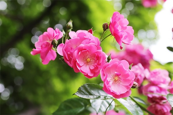 神奇的汽车(精选2篇)