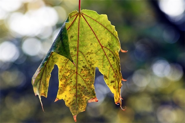 酷到掉渣的八字句(精选73句)