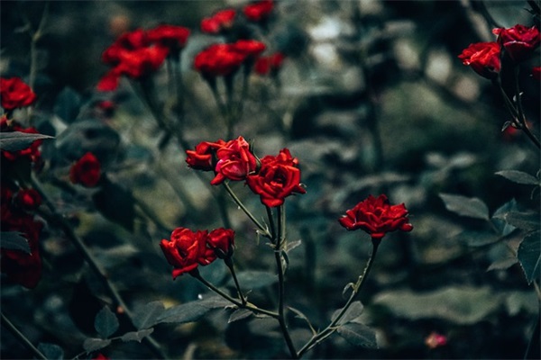 关于春节文字(精选16句)