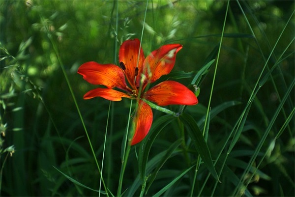 适合油菜花的文案 关于油菜花的朋友圈文案