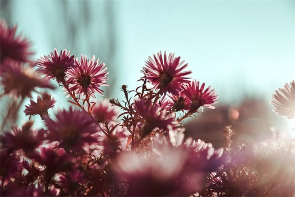 it采购经理岗位职责(精选4篇)