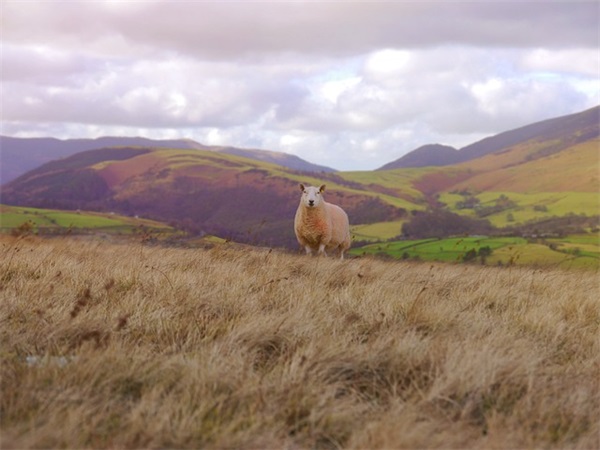 数字密码暗语 九键表白数字密码暗语(精选76句)