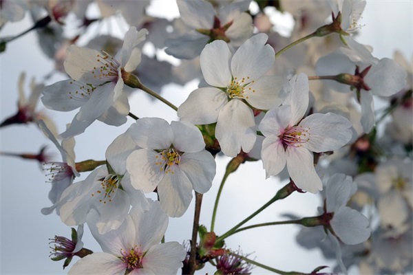 爸爸的手(精选2篇)