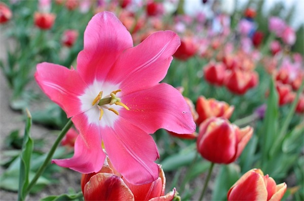 qq男生图网名小字