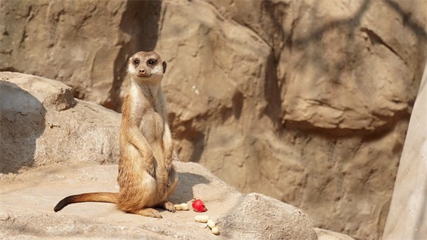 关于糖的网名个性网