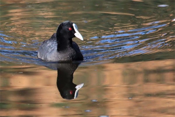 带有蒲字得qq网名