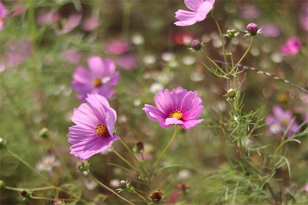 网名加个性签名