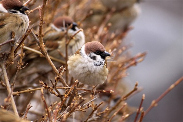 女生网名短字可爱女生