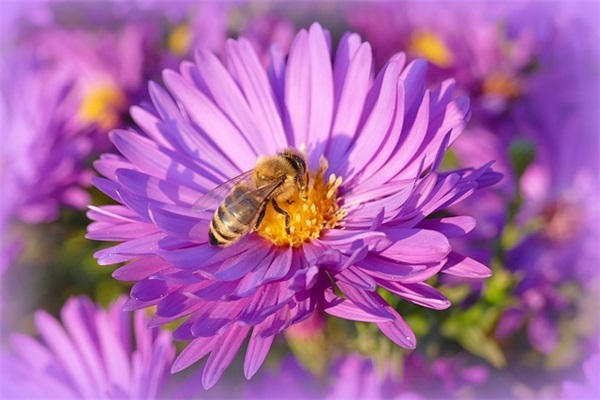 以宋为首qq网名