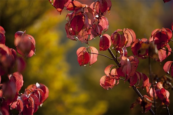 受伤qq网名大全