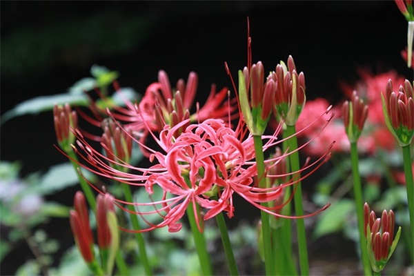 qq网名后面的钻石