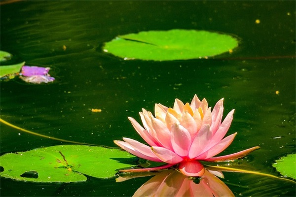 篮球情侣网名英文简单