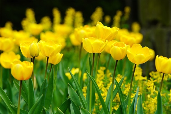 小学生法治教育案例