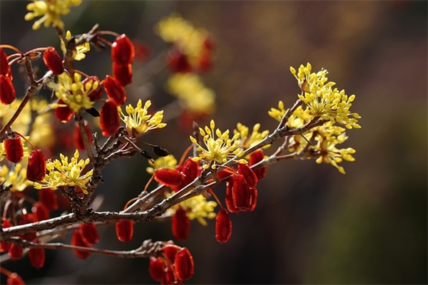 课外阅读指导课教案