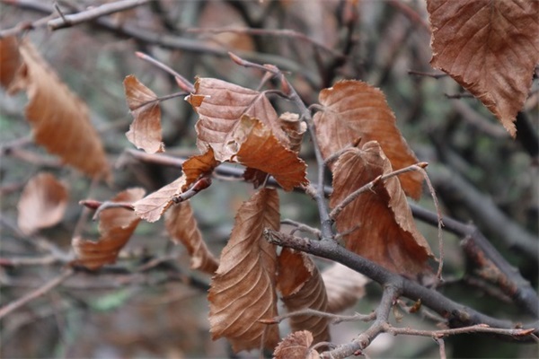 毕业设计答辩开场白
